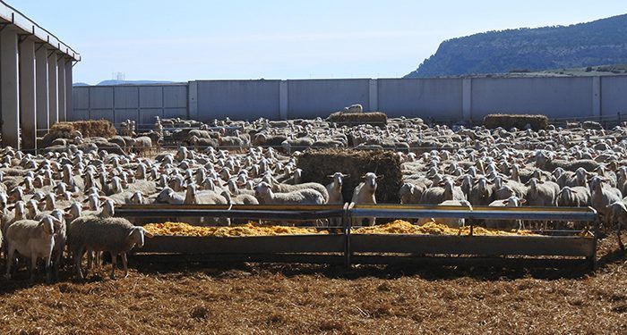 La Junta abona 16,3 millones de euros de ayudas de la PAC en las cuentas de 4.523 agricultores y ganaderos de Guadalajara 1 La Junta abona 16,3 millones de euros de ayudas de la PAC en las cuentas de 4.523 agricultores y ganaderos de Guadalajara