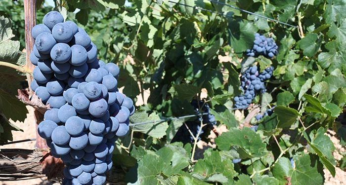 La Junta abona más de 1,6 millones de euros en ayudas a alrededor de 140 viticultores de la provincia de Cuenca 1 La Junta abona más de 1,6 millones de euros en ayudas a alrededor de 140 viticultores de la provincia de Cuenca