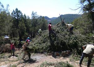 Más de 50 personas participan en la restauración de un chozón sabinero en el Alto Tajo