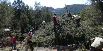 Más de 50 personas participan en la restauración de un chozón sabinero en el Alto Tajo