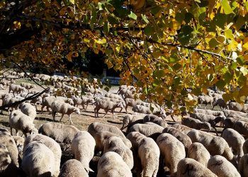 Luis Planas anuncia la concesión de ayudas para la reposición de ganado en las explotaciones afectadas por la viruela ovina 9 ovejas-arbol