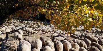ovejas-arbol