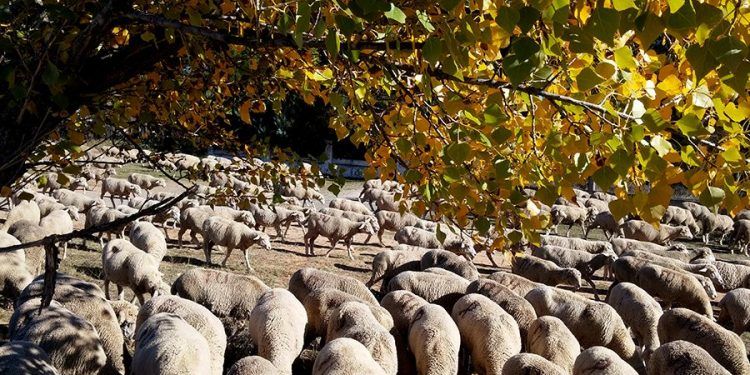 ovejas-arbol