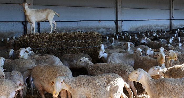 Un total de 225 ganaderos de Guadalajara han recibido más de un millón de euros de las ayudas acopladas del ovino de la PAC