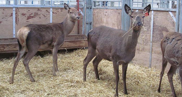 Una investigación liderada por la UCLM demuestra que las plantas ericáceas reducen las emisiones de metano producidas por ovejas y ciervos