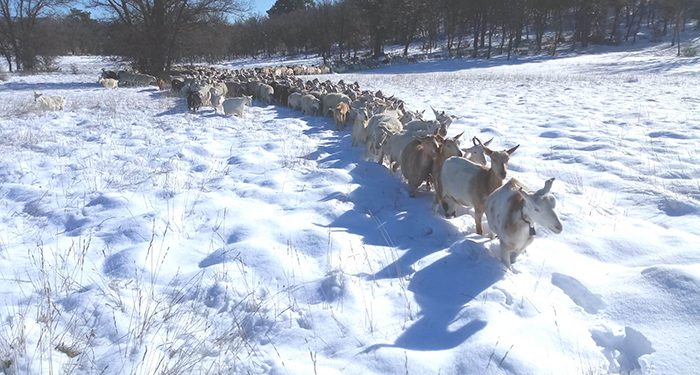 ASAJA CLM alerta de las graves repercusiones que el temporal tendrá para la ganadería extensiva