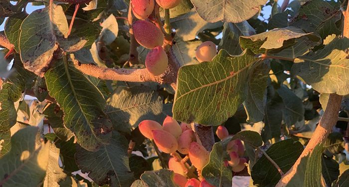 Castilla-La Mancha representa ya el 81 por ciento de la superficie de pistacho en toda España con cerca de 38.000 hectáreas alcanzadas en 2020