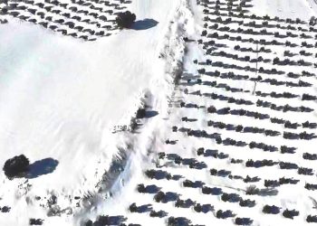 Asaja Cuenca alerta de importantes daños en el olivar de La Alcarria por el temporal de nive y hielo