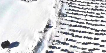 Imagen aérea de olivar Villalba del Rey