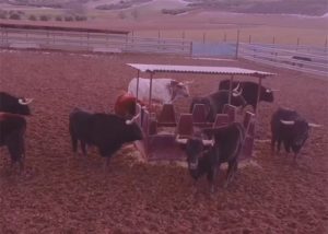 La Federación Taurina de Guadalajara ya es una realidad