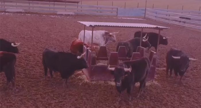 La Federación Taurina de Guadalajara ya es una realidad