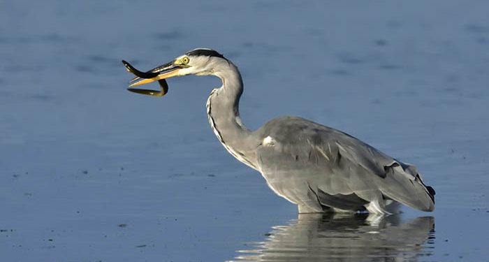 La Sierra Norte de Guadalajara es un paraíso ornitológico 1 La Sierra Norte de Guadalajara es un paraíso ornitológico