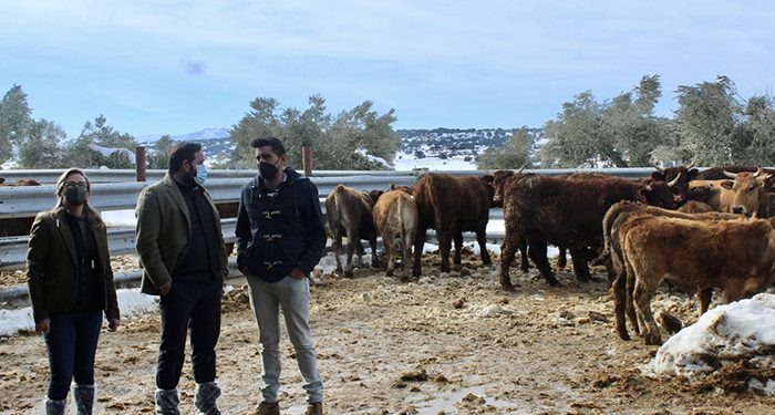Núñez muestra su apoyo a los ganaderos de Castilla-La Mancha tras los problemas que les ha causado el temporal de nieve