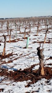 Unión de Uniones de Castilla-La Mancha pide a Agricultura que no ponga trabas al control cinegético de daños agrícolas