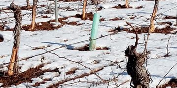 Unión de Uniones de Castilla-La Mancha pide a Agricultura que no ponga trabas al control cinegético de daños agrícolas