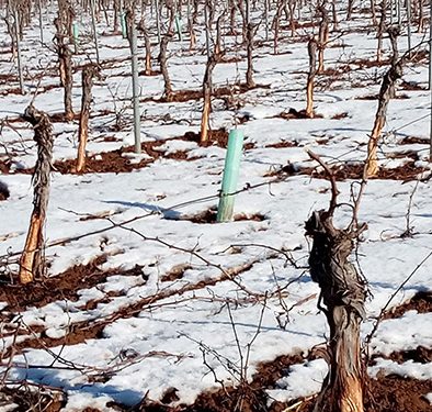Unión de Uniones de Castilla-La Mancha pide a Agricultura que no ponga trabas al control cinegético de daños agrícolas