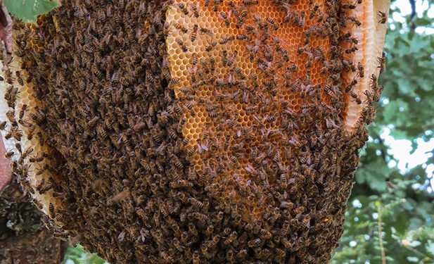 Unión de Uniones propone que el Plan Nacional Apícola 2020 -2022 se oriente al apicultor profesional