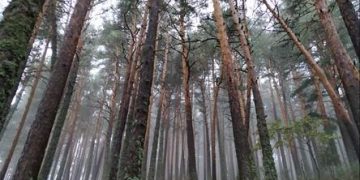 Aumentar la diversidad en los bosques resulta insuficiente ante eventos extremos de sequía