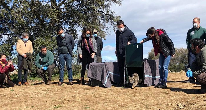 Balance positivo de la situación del ‘lince ibérico’ en la región con un total de 146 cachorros de la especie nacidos en libertad durante 2020