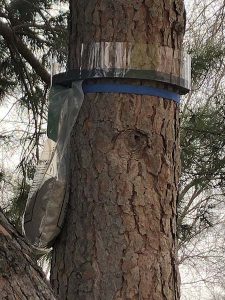 Comienza en Cabanillas la campaña anual contra la procesionaria del pino