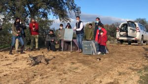 Comienza la suelta de los primeros linces ibéricos en este año 2021 dentro del nuevo programa europeo ‘Lynx Connect’