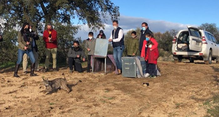 Comienza la suelta de los primeros linces ibéricos en este año 2021 dentro del nuevo programa europeo ‘Lynx Connect’