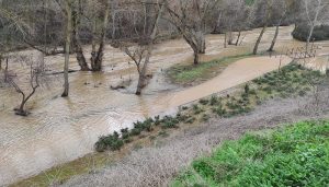 Ecologistas en Acción de Guadalajara y el Grupo Local de WWF recuerdan que advirtieron del riesgo de inundación por las obras en el Henares
