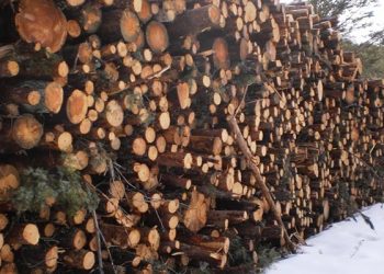 Ecologistas en Acción denuncia que los árboles talados en el PN de la Serranía de Cuenca estaban sanos