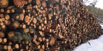 Ecologistas en Acción denuncia que los árboles talados en el PN de la Serranía de Cuenca estaban sanos