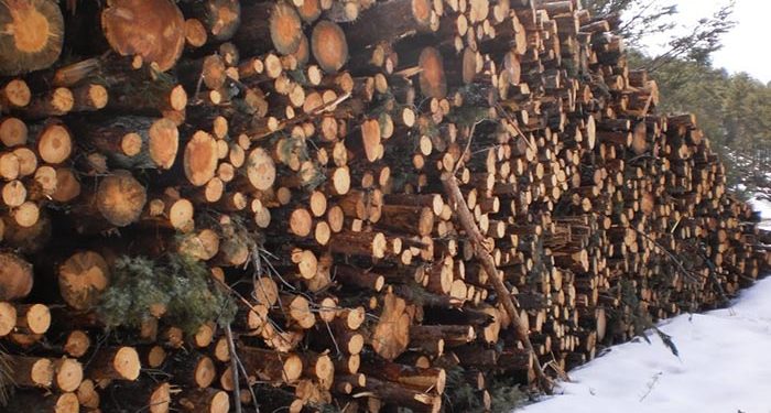 Ecologistas en Acción denuncia que los árboles talados en el PN de la Serranía de Cuenca estaban sanos