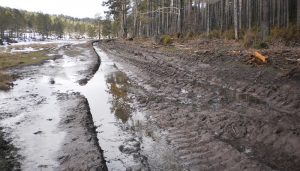 Ecologistas en Acción denuncia talas abusivas de pino albar en la Serranía de Cuenca 3 Ecologistas en Acción denuncia talas abusivas de pino albar en la Serranía de Cuenca