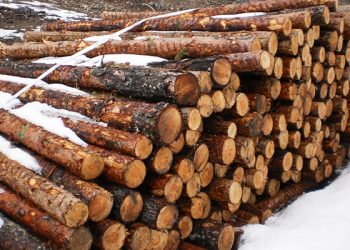 Ecologistas en Acción denuncia talas abusivas de pino albar en la Serranía de Cuenca
