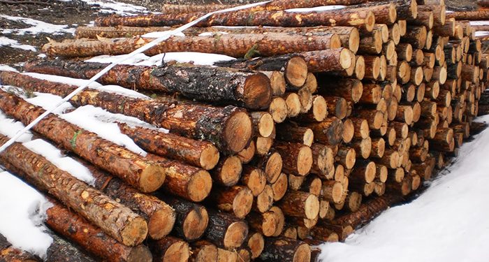 Ecologistas en Acción denuncia talas abusivas de pino albar en la Serranía de Cuenca
