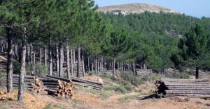 El Gobierno de Castilla-La Mancha destinará este año 2,9 millones de euros a tratamientos selvícolas para prevenir incendios forestales