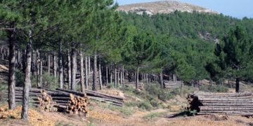 El Gobierno de Castilla-La Mancha destinará este año 2,9 millones de euros a tratamientos selvícolas para prevenir incendios forestales