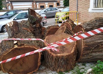 El PP exige explicaciones por la tala indiscriminada de árboles protegidos en el centro de Azuqueca