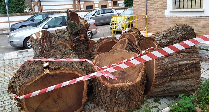 El PP exige explicaciones por la tala indiscriminada de árboles protegidos en el centro de Azuqueca 1 El PP exige explicaciones por la tala indiscriminada de árboles protegidos en el centro de Azuqueca