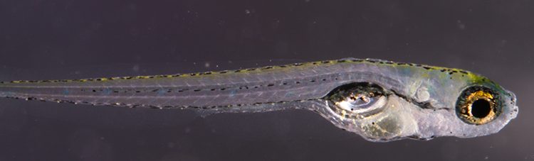 Investigadores de la UCLM descubren un gen importante para determinar el sexo del pez cebra 1 Investigadores de la UCLM descubren un gen importante para determinar el sexo del pez cebra