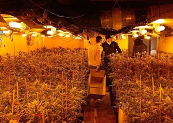 La Guardia Civil desmantela en Illana una plantación de marihuana “indoor” con más de 1.600 plantas