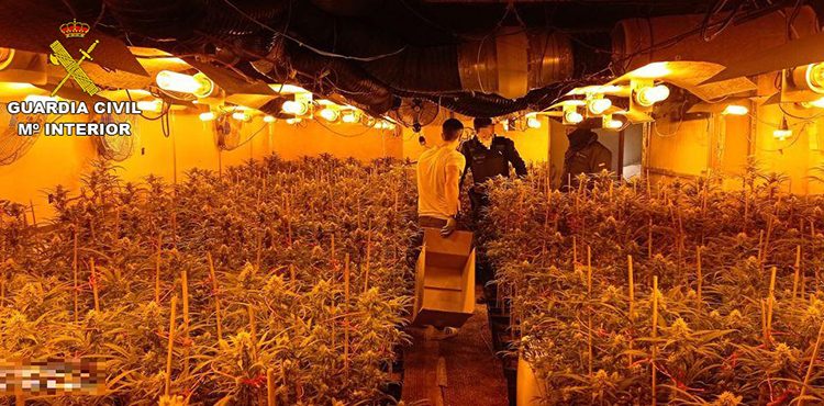 La Guardia Civil desmantela en Illana una plantación de marihuana “indoor” con más de 1.600 plantas