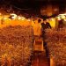 La Guardia Civil desmantela en Illana una plantación de marihuana “indoor” con más de 1.600 plantas