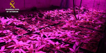 La Guardia Civil investiga a dos personas por cultivar marihuana en Valera de Abajo y Villaverde y Pasaconsol