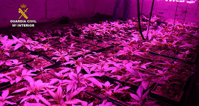 La Guardia Civil investiga a dos personas por cultivar marihuana en Valera de Abajo y Villaverde y Pasaconsol 1 La Guardia Civil investiga a dos personas por cultivar marihuana en Valera de Abajo y Villaverde y Pasaconsol