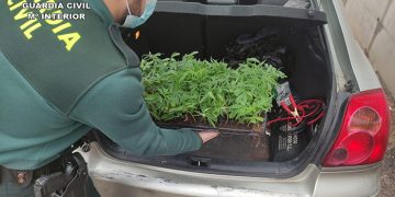 La Guardia Civil investiga a una persona en Trijueque por cultivo de marihuana