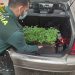 La Guardia Civil investiga a una persona en Trijueque por cultivo de marihuana
