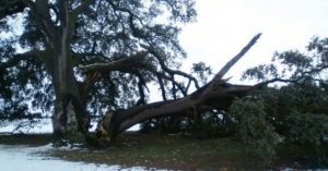 La Junta prepara un inventario de árboles y ejemplares singulares en Castilla-La Mancha