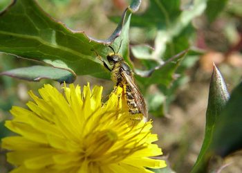 La UCLM participa en un estudio que identifica 98 potenciales especies de abejas polinizadoras del melón, la sandía y las almendras