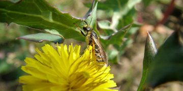 La UCLM participa en un estudio que identifica 98 potenciales especies de abejas polinizadoras del melón, la sandía y las almendras