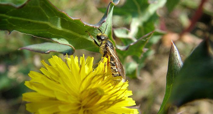 La UCLM participa en un estudio que identifica 98 potenciales especies de abejas polinizadoras del melón, la sandía y las almendras