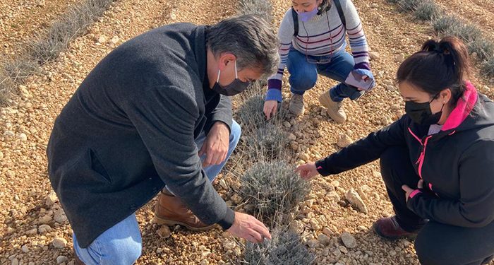 Más de 610 jóvenes se han incorporado a la agricultura en la provincia de Cuenca con la ayuda del Gobierno regional